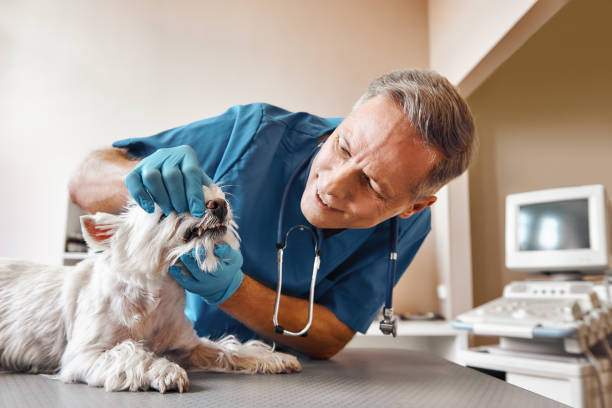 Best Tooth Infection Emergency Dentist  in Pandora, OH